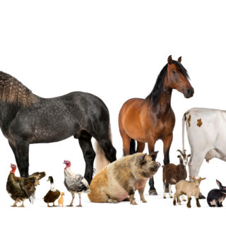 Large group of many farm animals standing together